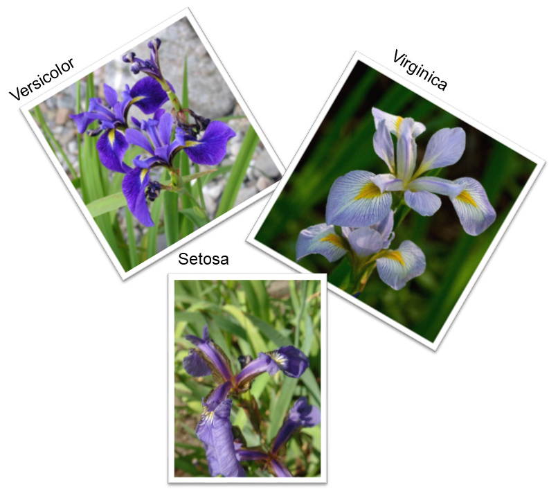 Iris Species