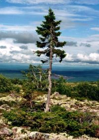 Old Tjikko, a 9,550 Year Old Norway Spruce in Sweden