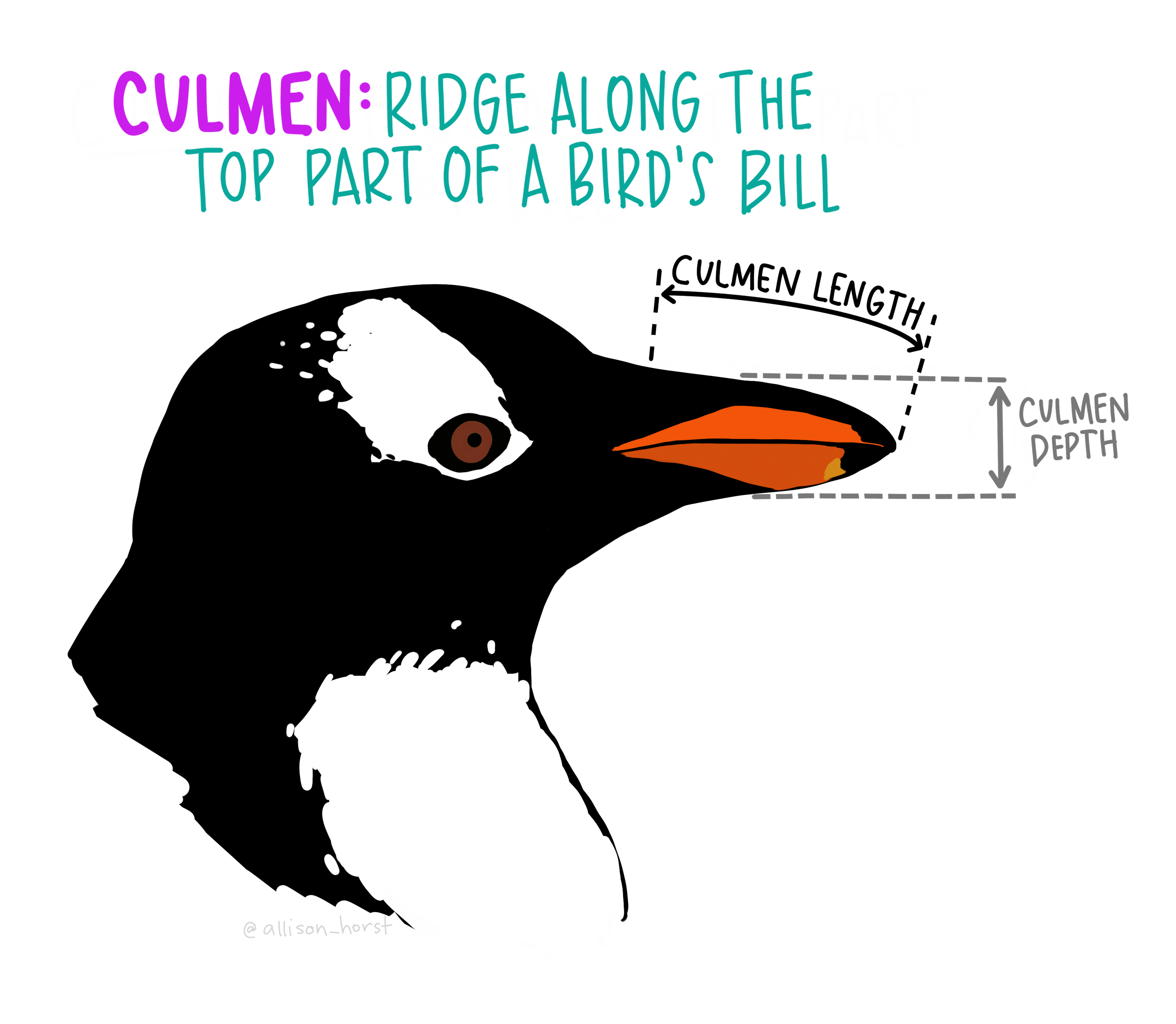 Culmen Depth from Allison Horst