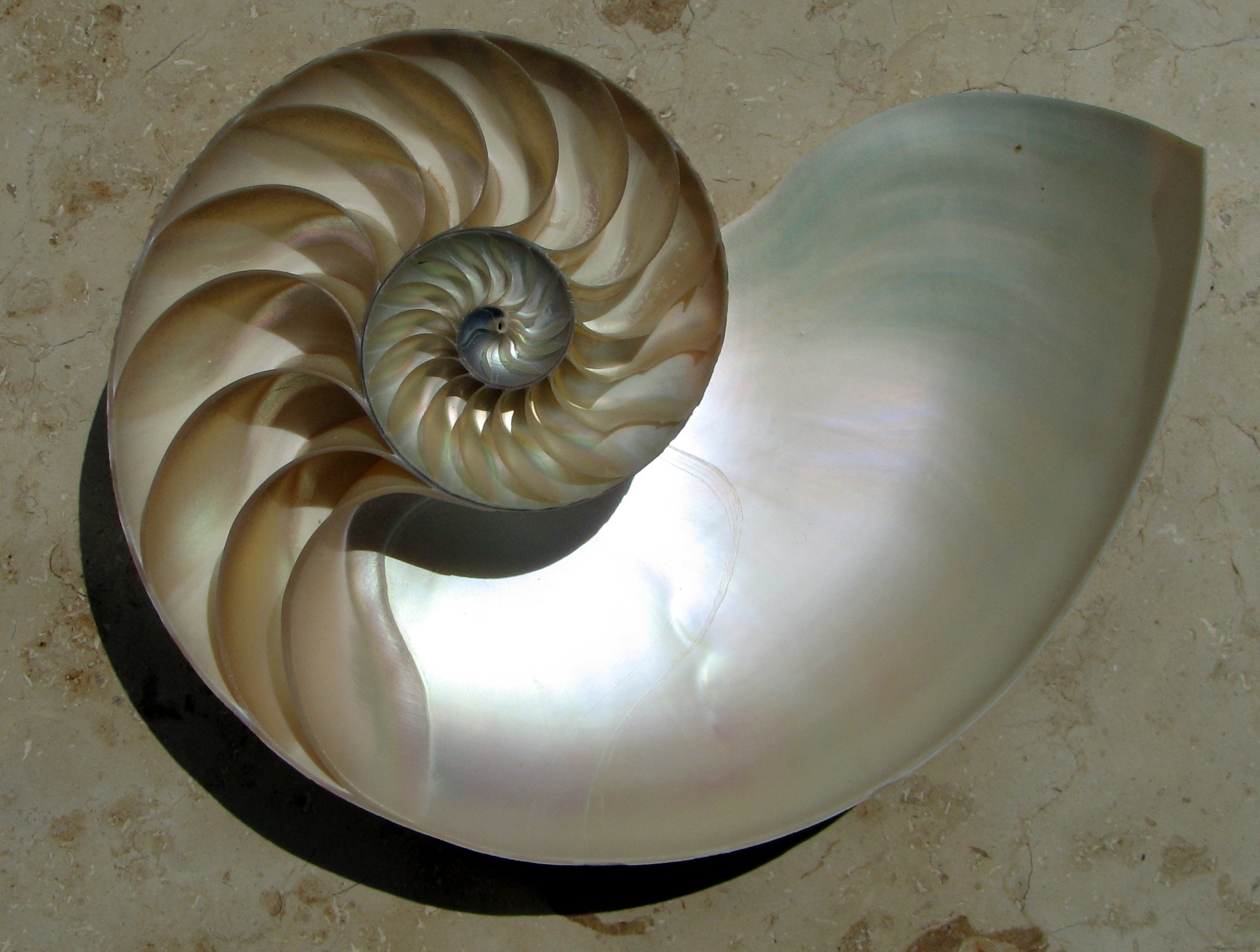 Nautilus Shell, Courtesy Wikipedia